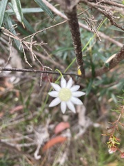 Actinotus minor
