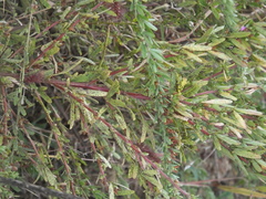 Uromyces lespedezae-procumbentis