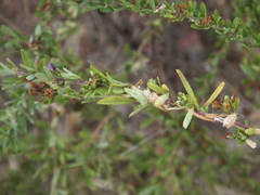 Lespedeza lichiyuniae