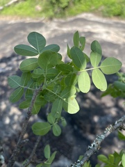 Commiphora mollis