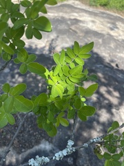 Commiphora mollis