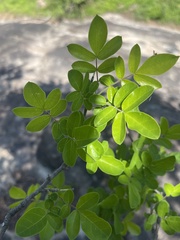 Commiphora mollis