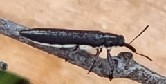 Rhinotia