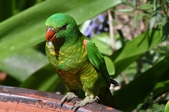 Trichoglossus chlorolepidotus