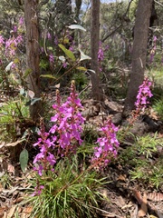 Stylidium productum