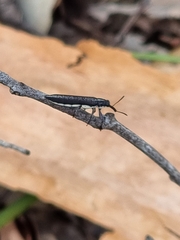 Rhinotia