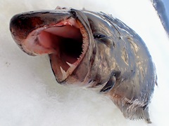 Reinhardtius hippoglossoides