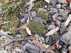 Didymodon