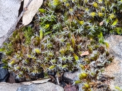 Didymodon