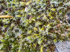 Didymodon