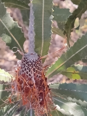 Banksia menziesii