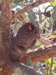 Banksia menziesii