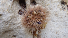 Parabunodactis imperfecta