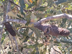 Banksia menziesii