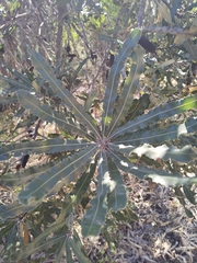 Banksia menziesii