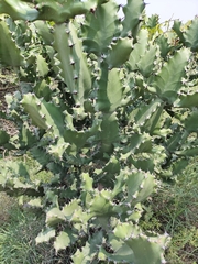Opuntia monacantha