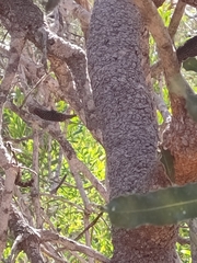 Banksia menziesii