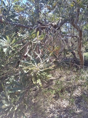 Banksia menziesii
