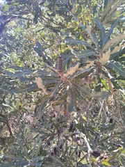 Banksia menziesii