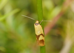 Plectobela ecliptica