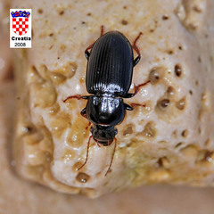 Harpalus attenuatus