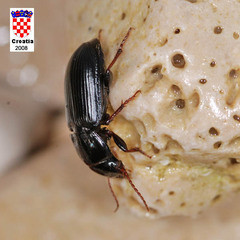 Harpalus attenuatus