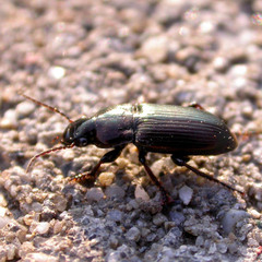 Harpalus distinguendus distinguendus