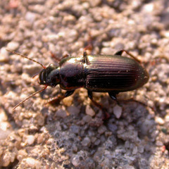 Harpalus distinguendus distinguendus
