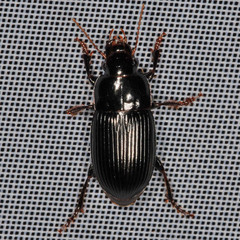 Harpalus froelichii