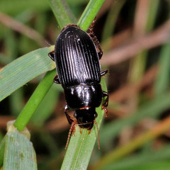 Harpalus froelichii