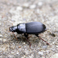 Harpalus latus