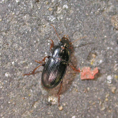 Harpalus pumilus