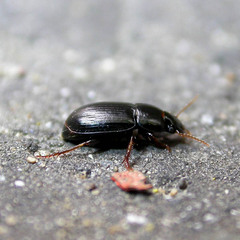 Harpalus pumilus