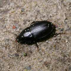 Harpalus serripes