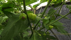 Capsicum chinense