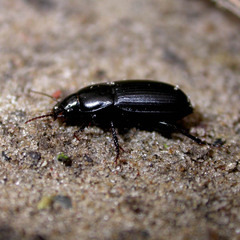 Harpalus serripes