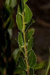 Acacia hispidula