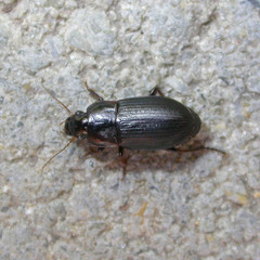 Harpalus serripes