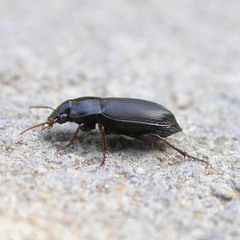 Harpalus serripes