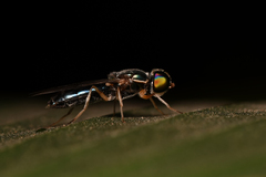 Sarginae