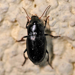 Harpalus serripes