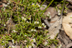 Platysace