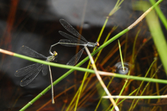 Pseudagrion ignifer