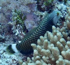 Novaculichthys taeniourus