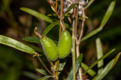 Grevillea phylicoides