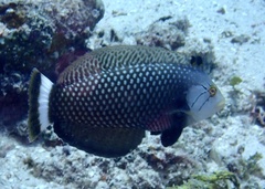 Novaculichthys taeniourus