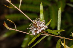 Grevillea phylicoides