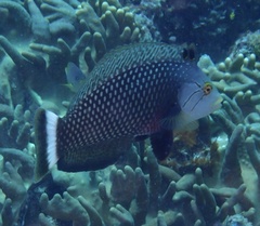 Novaculichthys taeniourus