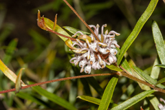 Grevillea phylicoides