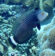 Novaculichthys taeniourus